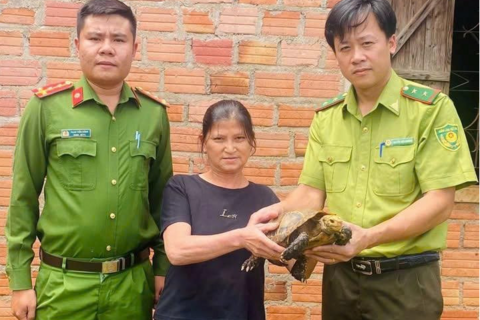 Gia Lai: Người dân tự nguyện giao nộp cá thể rùa núi vàng quý hiếm