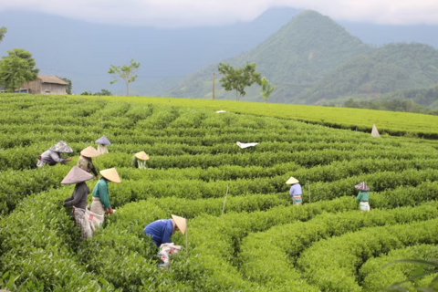 Từ những đồi chè xanh đến thương hiệu La Bằng