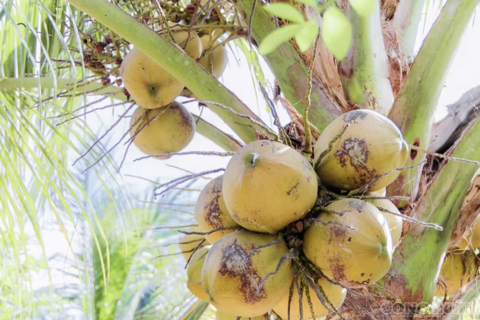 Vĩnh Long: Bứt phá với mô hình dừa hữu cơ, hướng tới nền nông nghiệp phát thải thấp