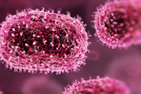 Pháp xác nhận trường hợp đầu tiên tử vong do nhiễm virus Shamonda