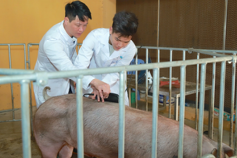 Chuyển đổi chăn nuôi bền vững không chỉ tăng năng suất