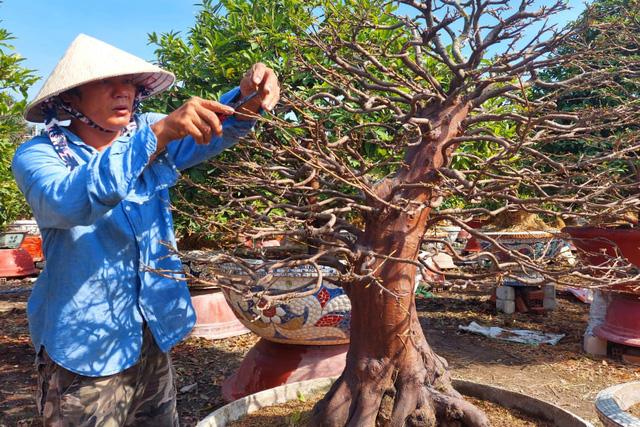 Mai vàng Thủ Đức 'hút hàng' tại thị trường nước ngoài dịp cận Tết - Ảnh 3.