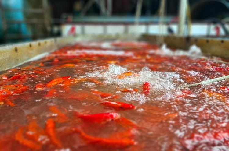 Hà Nội: Chợ Yên Sở đỏ rực cá chép trước ngày tiễn ông Công ông Táo về trời - Hình 8 Ha Noi: Cho Yen So do ruc ca chep truoc ngay tien ong Cong ong Tao ve troi-Hinh-8