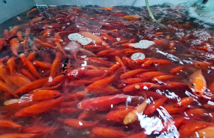 Hà Nội: Chợ Yên Sở đỏ rực cá chép trước ngày tiễn ông Công ông Táo về trời - Hình 9 Ha Noi: Cho Yen So do ruc ca chep truoc ngay tien ong Cong ong Tao ve troi-Hinh-9