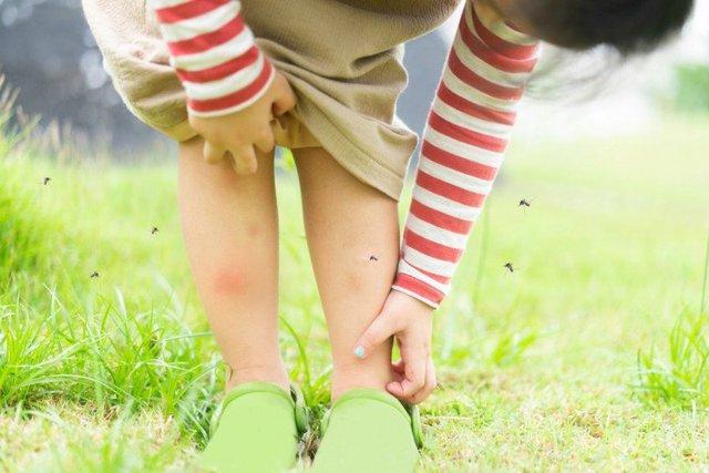 Mùa dịch sốt xuất huyết, người nặng ký và ai có nhóm máu này "cuốn hút” muỗi nhất, cần che chắn cẩn thận - Ảnh 2. Mùa dịch sốt xuất huyết, người nặng ký và ai có nhóm máu này "cuốn hút” muỗi nhất, cần che chắn cẩn thận - Ảnh 2.