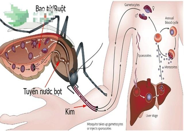 Sốt xuất huyết tuyệt đối không làm điều này nếu không muốn bệnh nặng hơn! - Ảnh 2.