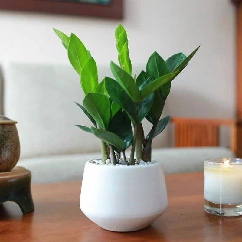 Trồng kim tiền nhớ làm việc này, cây nhanh đâm chồi nảy lộc, lá quanh năm xanh mướt - Ảnh 2.