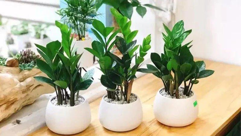 Trồng kim tiền nhớ làm việc này, cây nhanh đâm chồi nảy lộc, lá quanh năm xanh mướt - Ảnh 1.