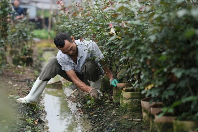 Người dân Mê Linh tất bật chuẩn bị cho lễ hội hoa đầu tiên - Ảnh 21.