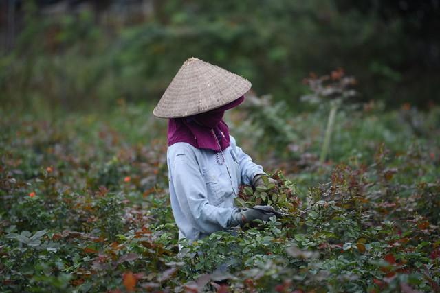 Người dân Mê Linh tất bật chuẩn bị cho lễ hội hoa đầu tiên - Ảnh 17.