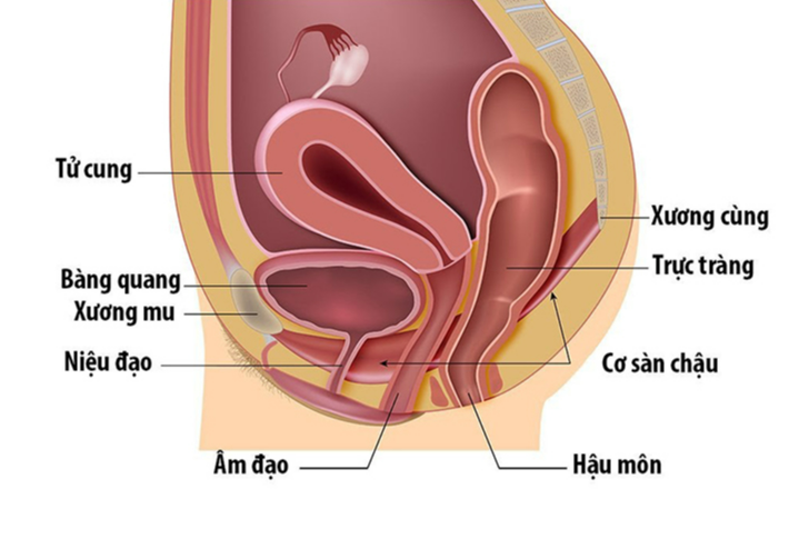 Sa cơ quan vùng chậu ở phụ nữ ảnh hưởng nặng nề đến chất lượng cuộc sống - Ảnh 2.