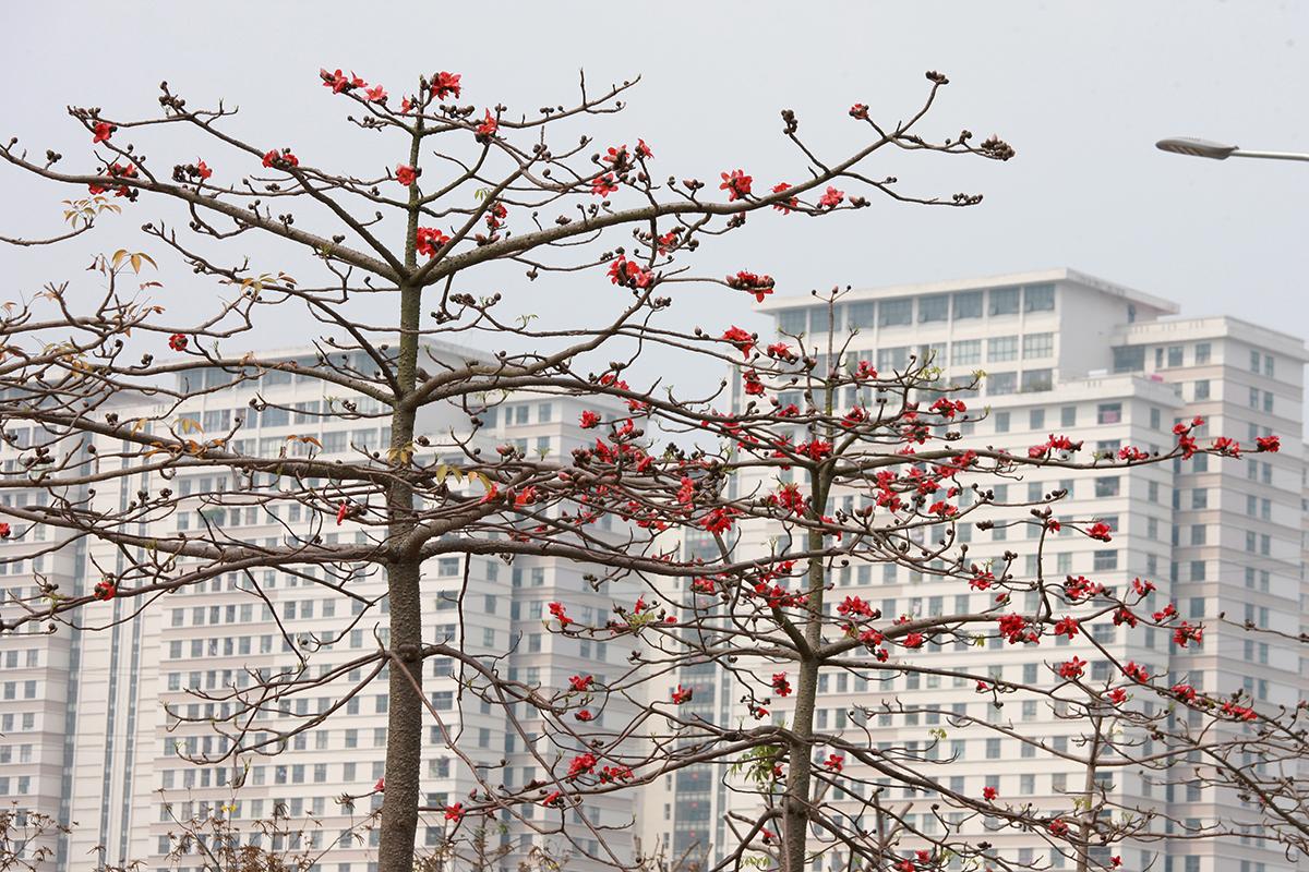 Ngắm hàng cây hoa gạo đỏ rực trời ngay trong lòng Hà Nội - Ảnh 3.