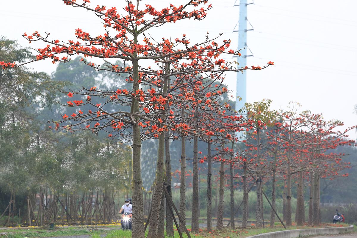 Ngắm hàng cây hoa gạo đỏ rực trời ngay trong lòng Hà Nội - Ảnh 1.