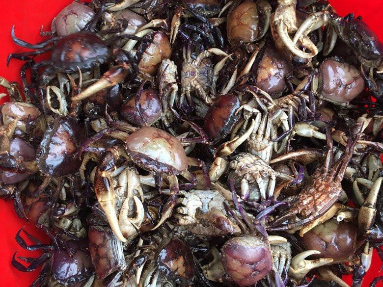 Những loại cua quý hiếm, có tiền cũng khó mua được - Ảnh 3. Những loại cua quý hiếm, có tiền cũng khó mua được - Ảnh 3.