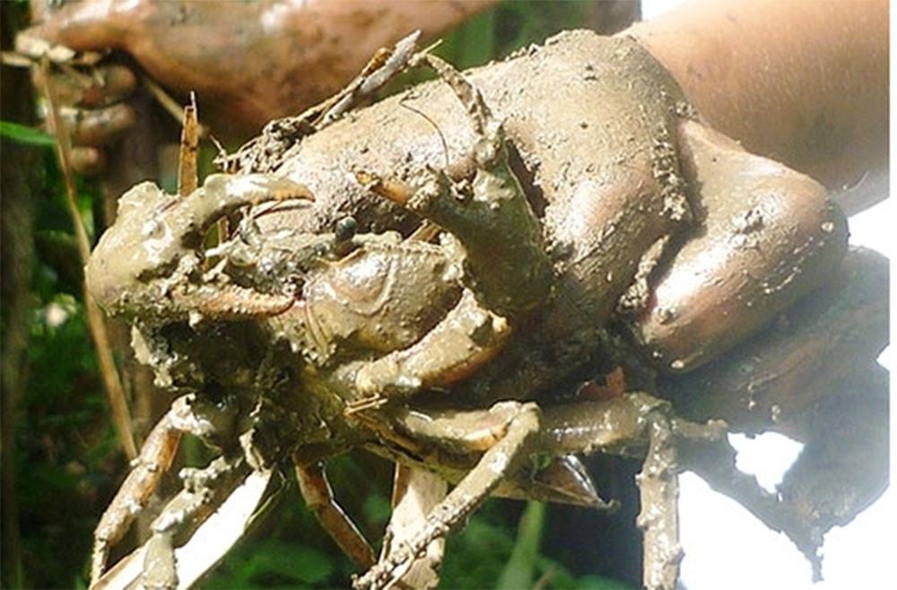 Những loại cua quý hiếm, có tiền cũng khó mua được - Ảnh 5. Những loại cua quý hiếm, có tiền cũng khó mua được - Ảnh 5.