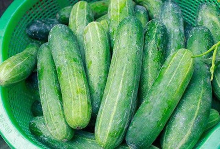 Dưa chuột đắng có phải do nhiễm hoá chất? - Ảnh 1. Dưa chuột đắng có phải do nhiễm hoá chất? - Ảnh 1.