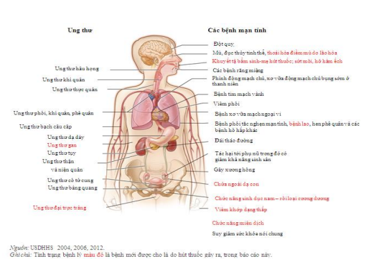 Bộ GD&ĐT đưa phòng chống tác hại thuốc lá vào giáo dục cấp THPT - Ảnh 1.