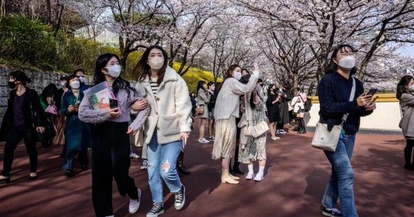 Ngắm hoa anh đào nở rộ tại Seoul, Hàn Quốc. (Ảnh: AFP/TTXVN)