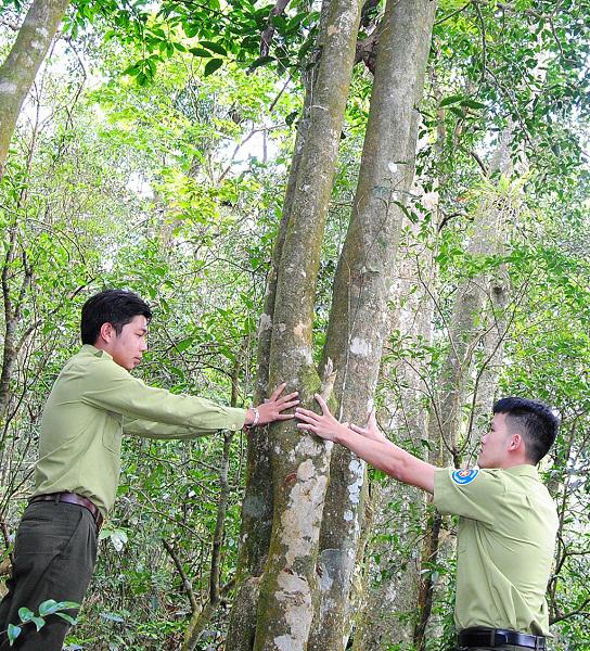 Sản vật trời ban ở An Lão- Ảnh 1.