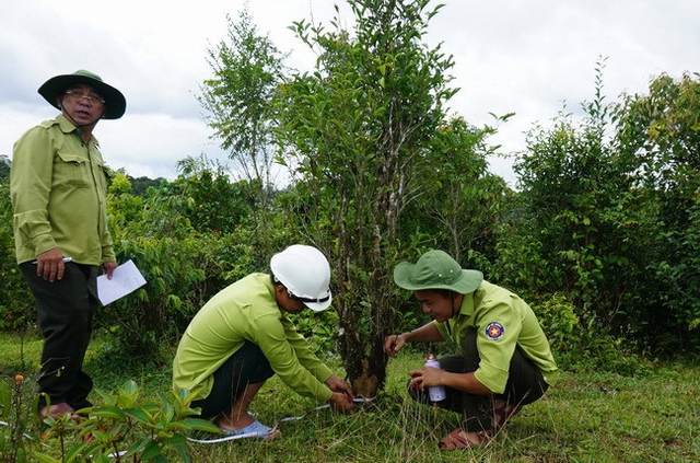 Sản vật trời ban ở An Lão- Ảnh 2.