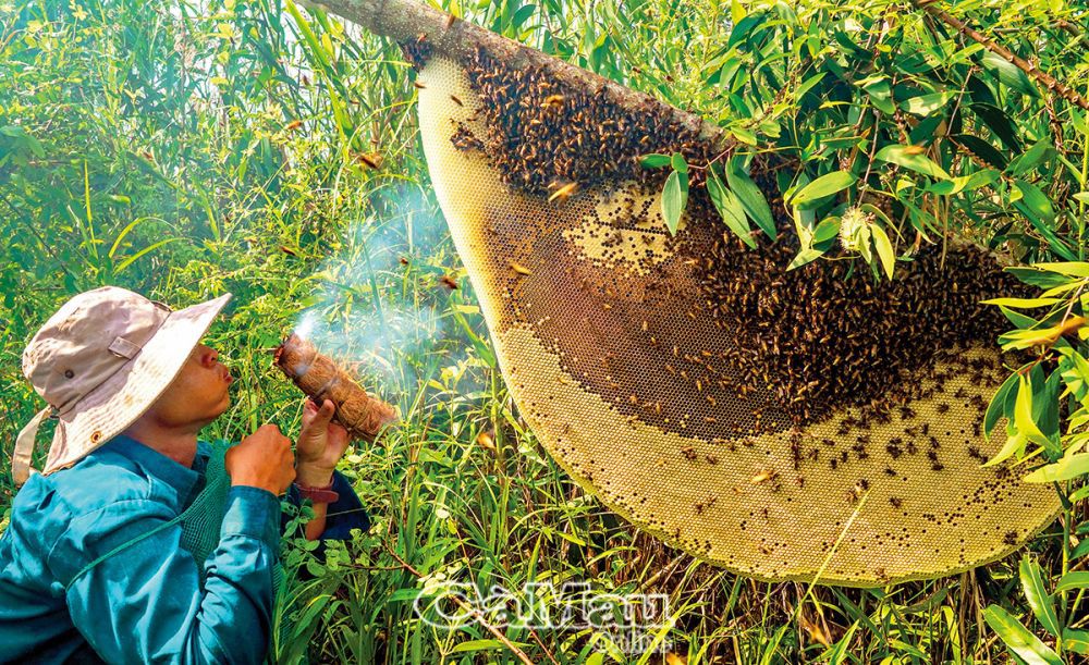 Nghề gác kèo ong ở rừng tràm U Minh Hạ có từ thời khai hoang lập ấp. Ảnh: Huỳnh Lâm