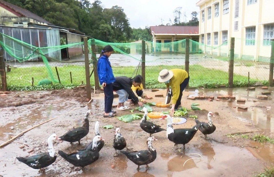 Giáo viên và học sinh chăm sóc đàn vịt để nâng cao chất lượng bữa ăn tại trường.jpg