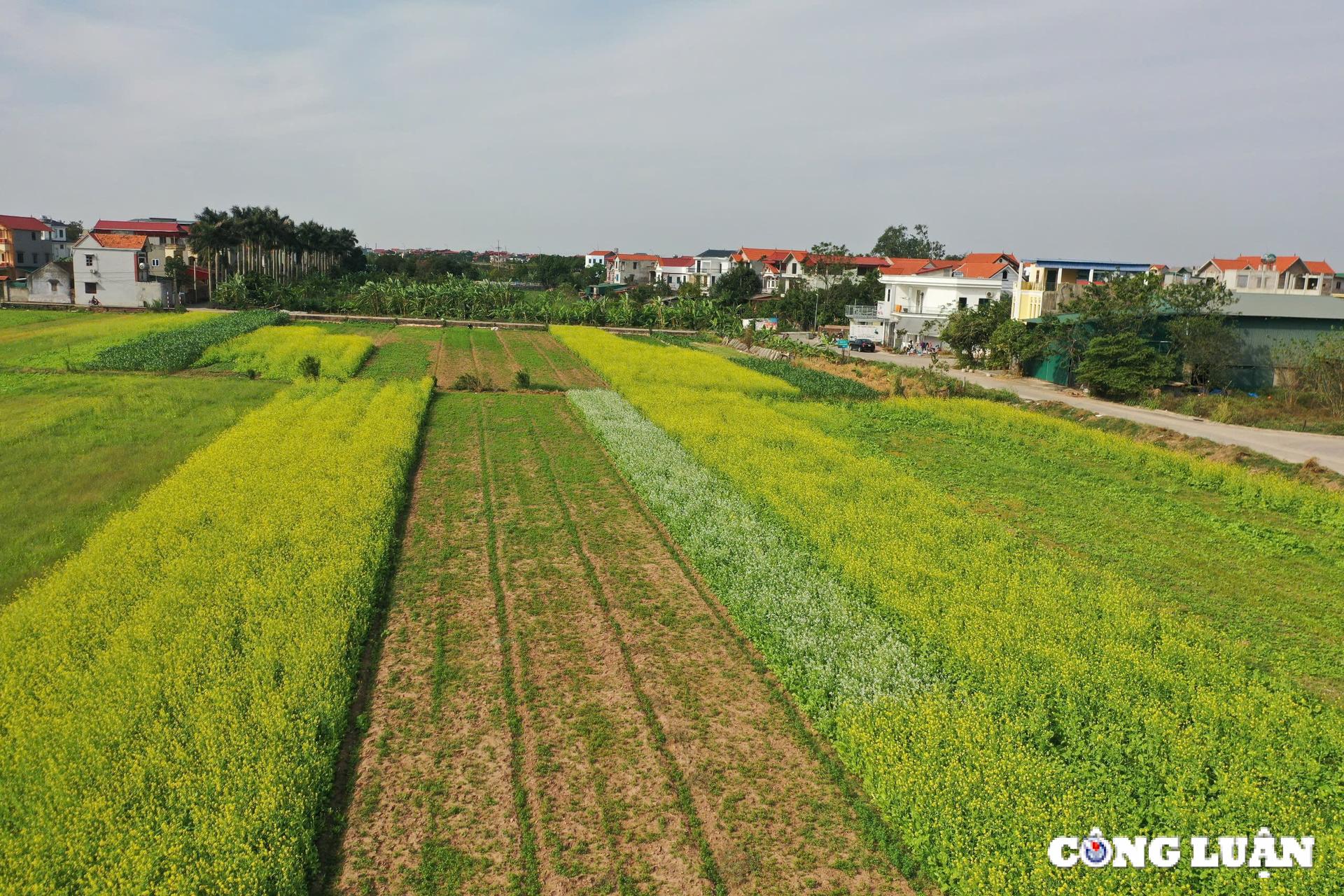 canh dong hoa cai vang khoe sac ruc ro o ngoai thanh thu do ha noi hinh 1