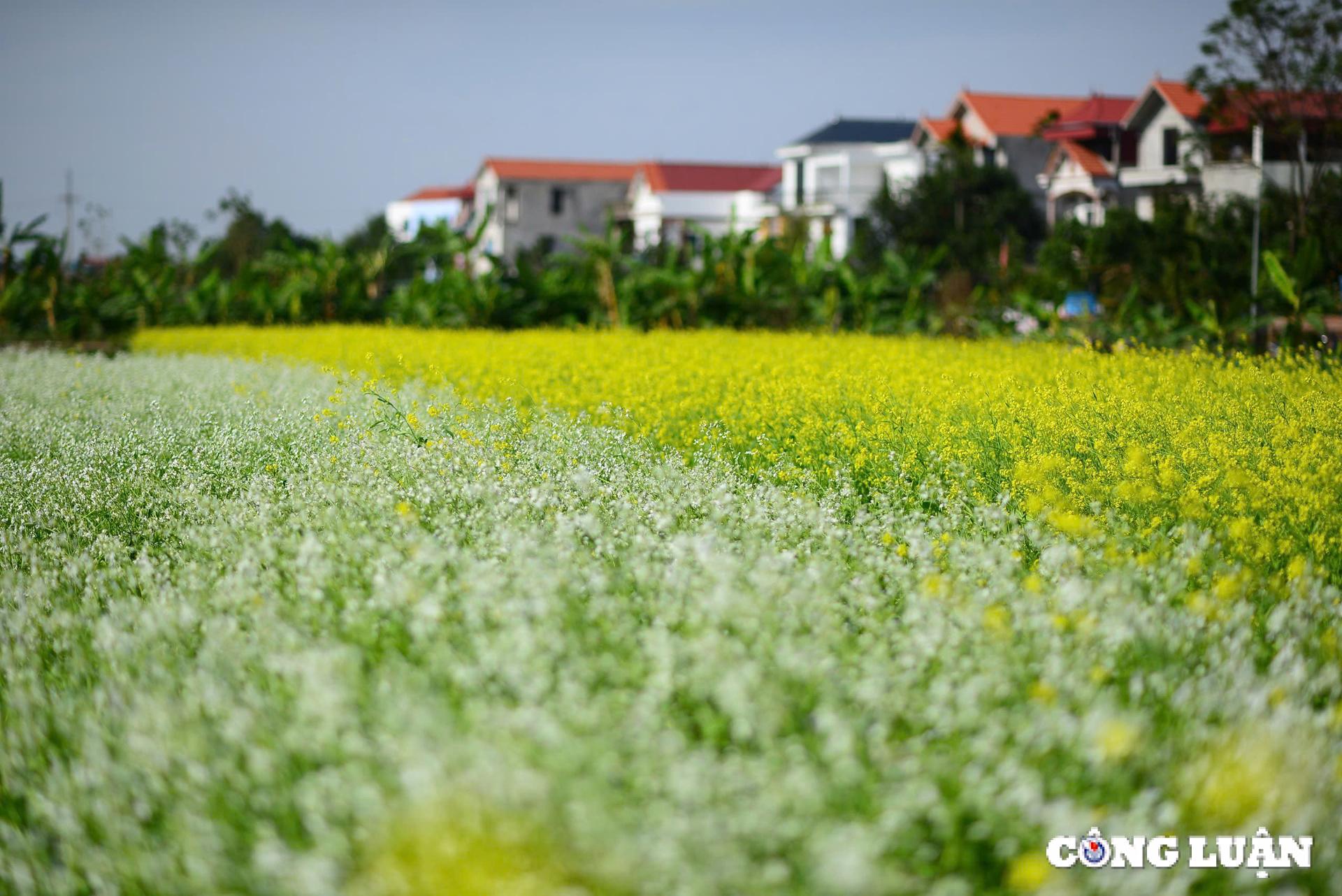 canh dong hoa cai vang khoe sac ruc ro o ngoai thanh thu do ha noi hinh 5