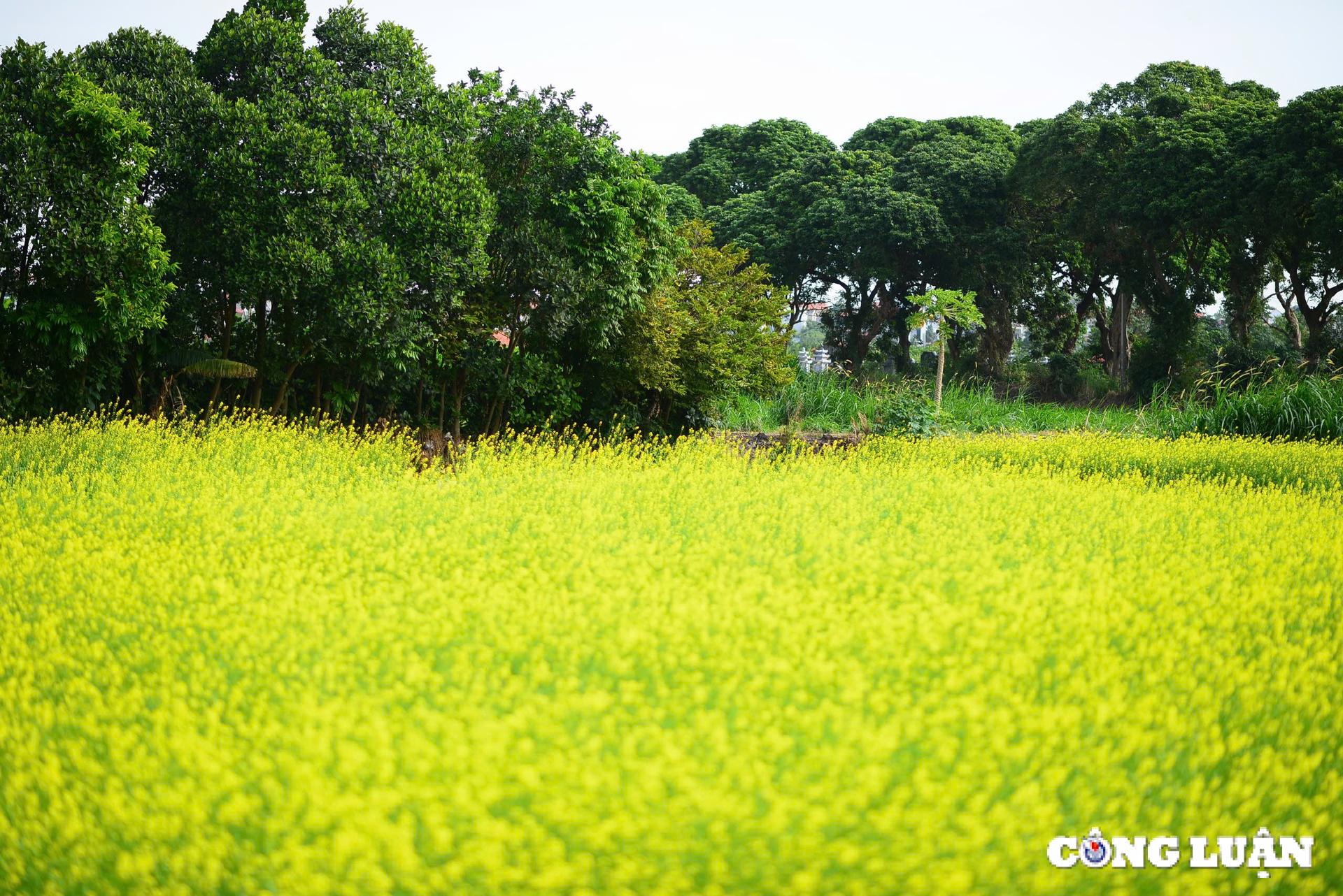 canh dong hoa cai vang khoe sac ruc ro o ngoai thanh thu do ha noi hinh 2