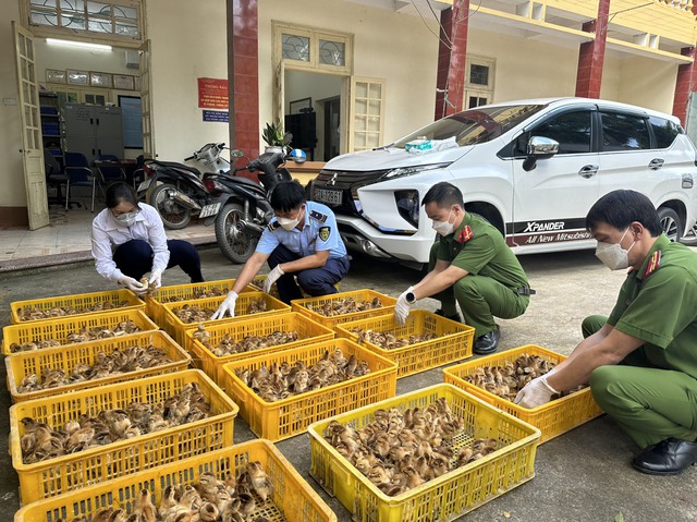 Hà Nội: Toàn lực kiểm soát dịch cúm gia cầm; xử nghiêm nếu giấu dịch, tiêu thụ gia cầm bệnh- Ảnh 2.