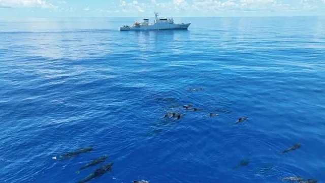 Một bức ảnh chụp bằng UAV cho thấy loài cá voi hoa tiêu vây ngắn đang bơi ở vùng biển Trung Quốc.