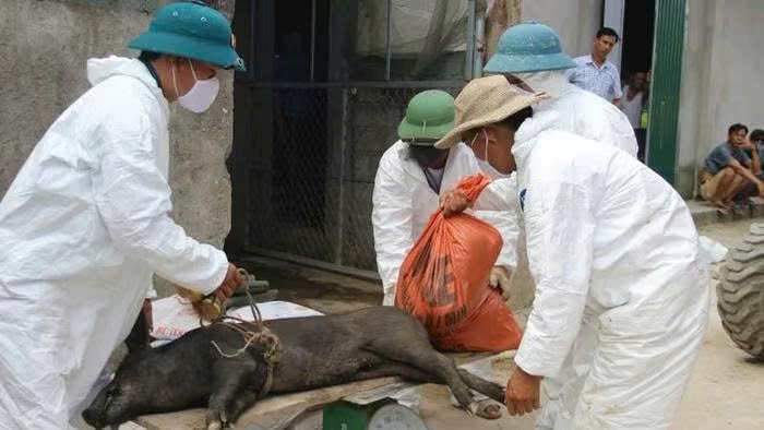 NGHỆ AN DỊCH TẢ LỢN CHÂU PHI