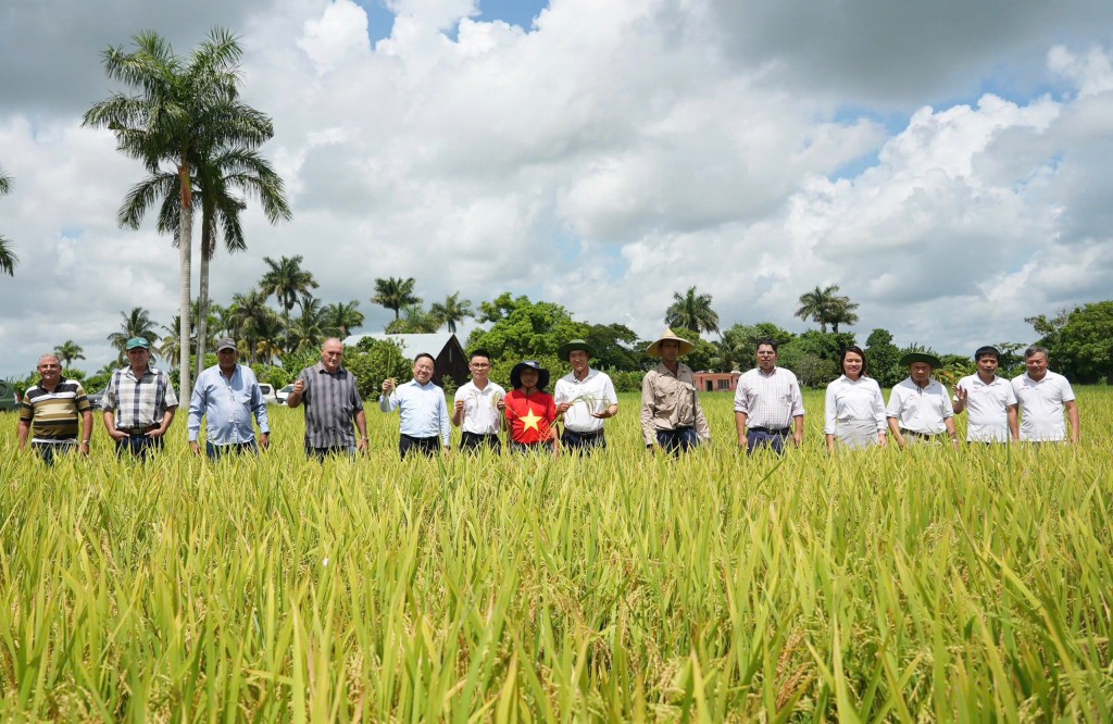 “Hạt giống hạnh phúc” nghĩa tình giữa Việt Nam - Cu Ba “Hạt giống hạnh phúc” nghĩa tình giữa Việt Nam - Cu Ba
