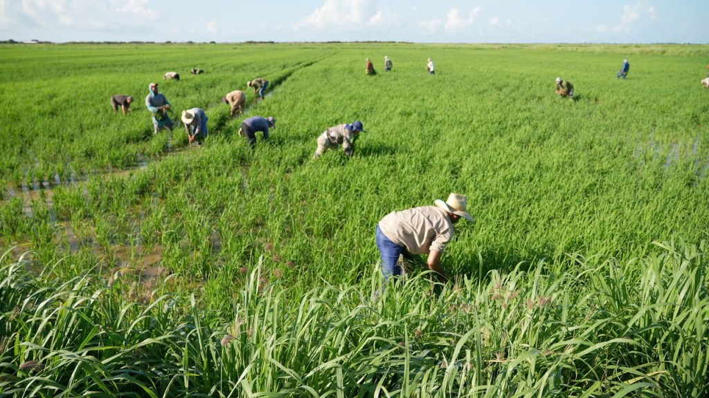 “Hạt giống hạnh phúc” nghĩa tình giữa Việt Nam - Cu Ba “Hạt giống hạnh phúc” nghĩa tình giữa Việt Nam - Cu Ba