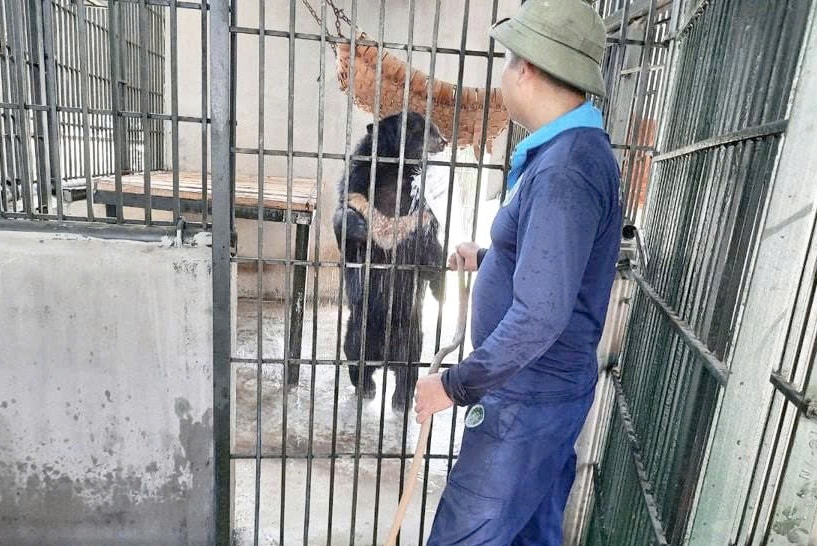 Chăm sóc gấu tại Trung tâm Cứu hộ động vật hoang dã Hà Nội.