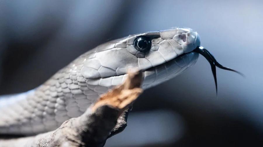 Rắn mamba đen, một trong những loài rắn độc nhất châu Phi, đang giúp các nhà khoa học đo lường mức độ ô nhiễm thông qua các kim loại nặng tìm thấy trong vảy của nó.
