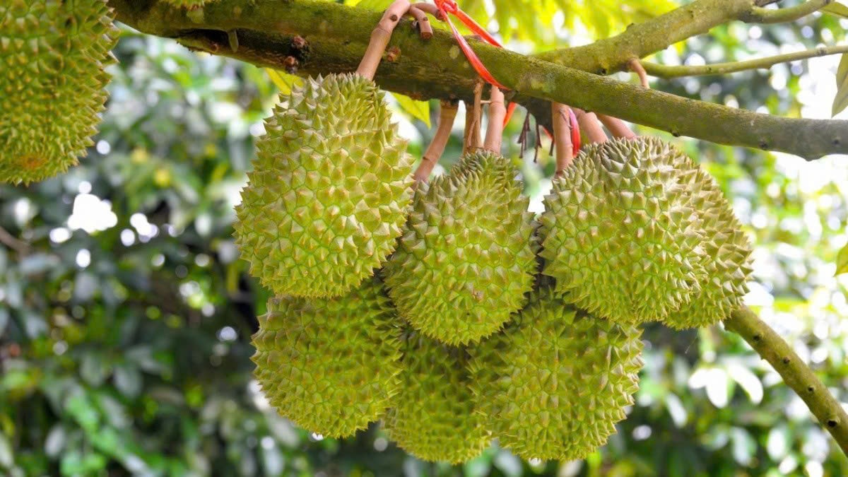 Giá sầu riêng hôm nay 16/9: Thị trường ổn định