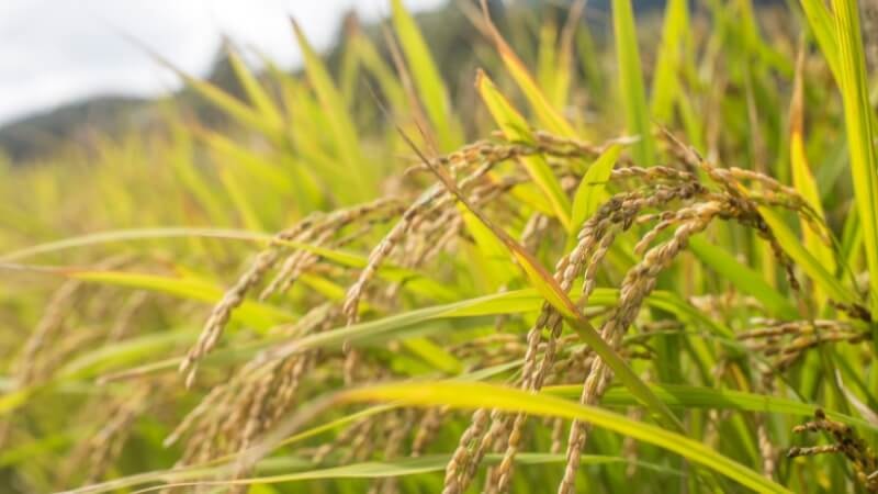 Giá lúa gạo hôm nay 23/8: Thị trường ĐBSCL ổn định, lúa tươi chững giá