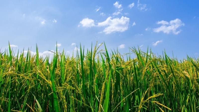 Giá lúa gạo hôm nay 12/8: gạo nguyên liệu tăng nhẹ 100 - 150 đồng/kg