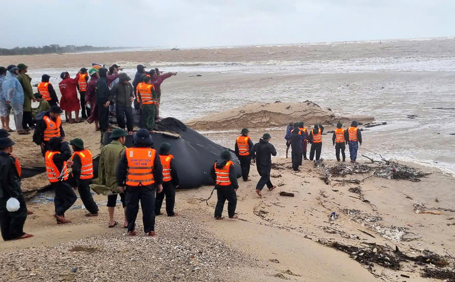 2 tàu cá với 11 thuyền viên bị nạn khi vào lạch Cửa Việt trú bão. 5bfb5e0e93c0199e40d1.jpg