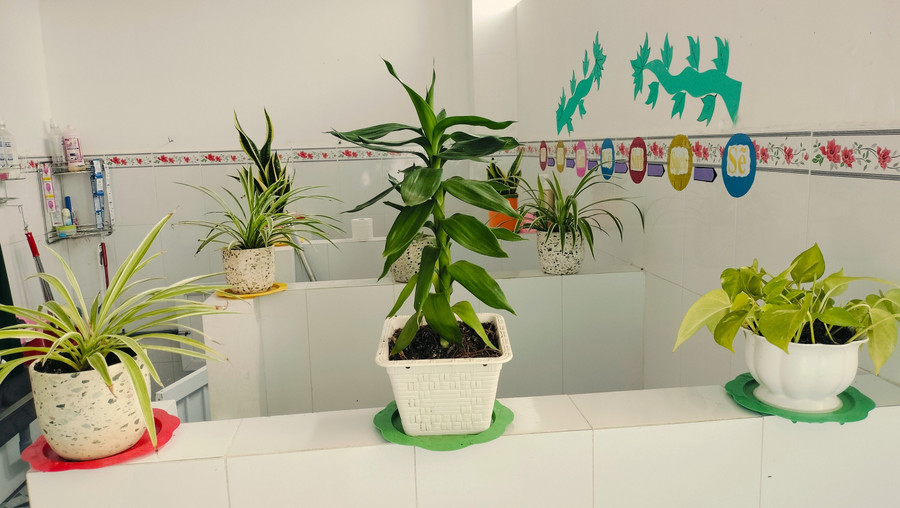 Khu nhà vệ sinh trong Trường Mầm non Nắng Hồng (phường Hòa Thành, Cà Mau) bố trí nhiều cây xanh. Ảnh: QM nha-ve-sinh-truong-hoc-o-ca-mau-2.jpg