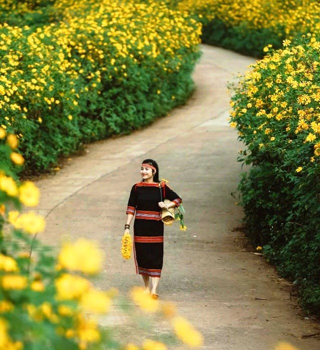 Giữa đại ngàn, Dã quỳ Chư Đang Ya nở rộ gọi mùa về - ảnh 1