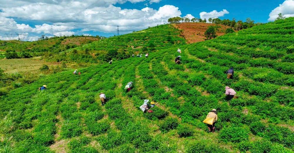 Xã Kon Plông (Quảng Ngãi): Hành trình kiến tạo điểm đến xanh giữa đại ngàn Tây Nguyên - ảnh 5