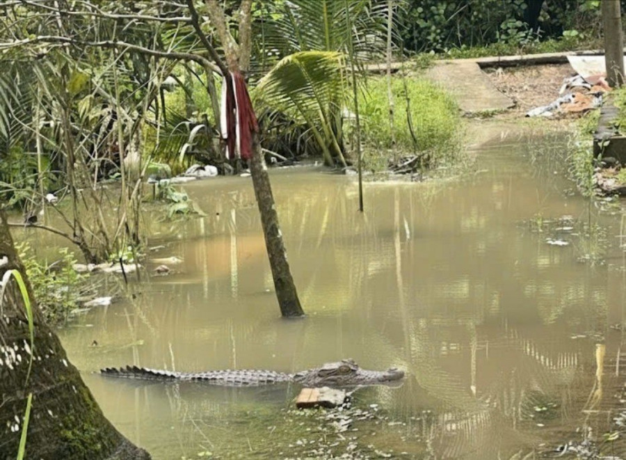 Con cá sấu dài khoảng 1,5m xuất hiện trong vườn nhà dân ở xã Nhơn Mỹ, TP Cần Thơ.