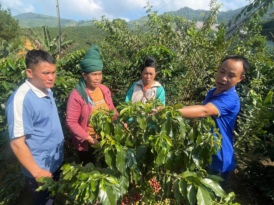 Nhiều hộ dân đã trở nên giàu có từ trồng cà phê. fb-img-1760756906705.jpg