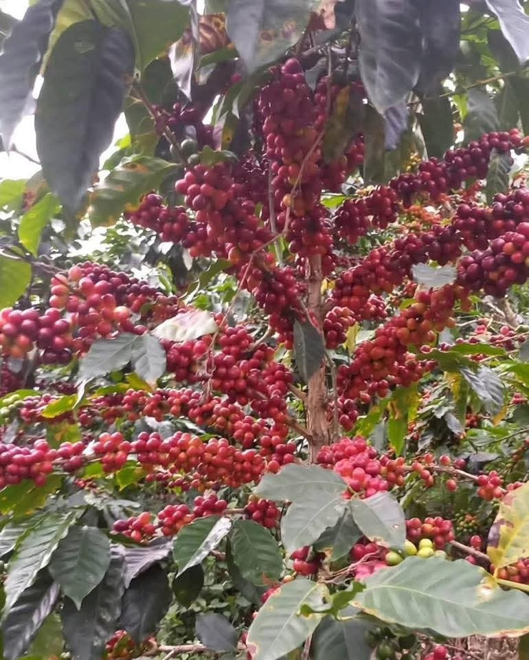 Cà phê được mùa, được giá cao mang lại lợi ích kinh tế cao cho người dân. fb-img-1760761131221.jpg