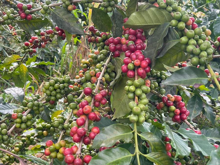 Cà phê Sơn La đang được thu mua với giá gần 30.000 đồng/kg. fb-img-1760756912109.jpg