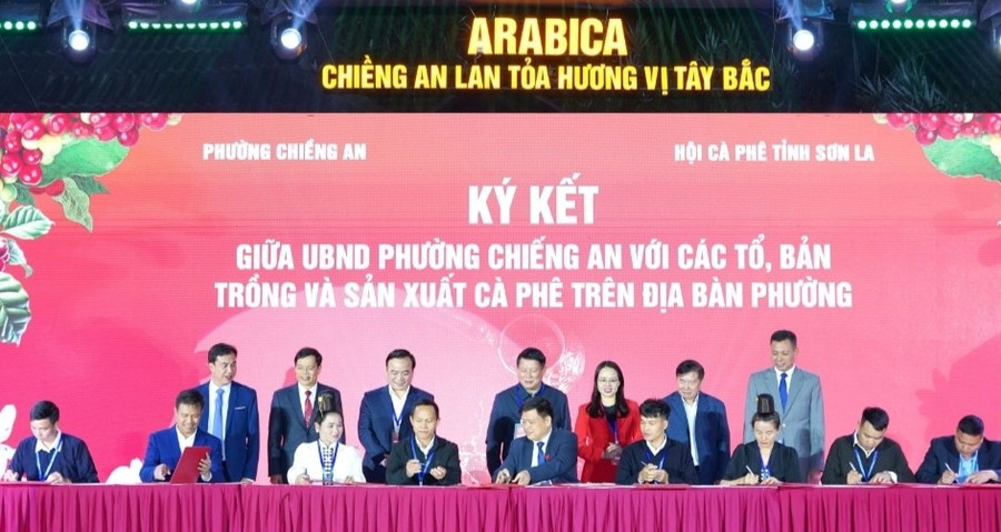 UBND phường Chiềng An ký kết với các tổ, bản, doanh nghiệp, HTX trồng và sản xuất cà phê trên địa bàn. img-20251115-002507.jpg