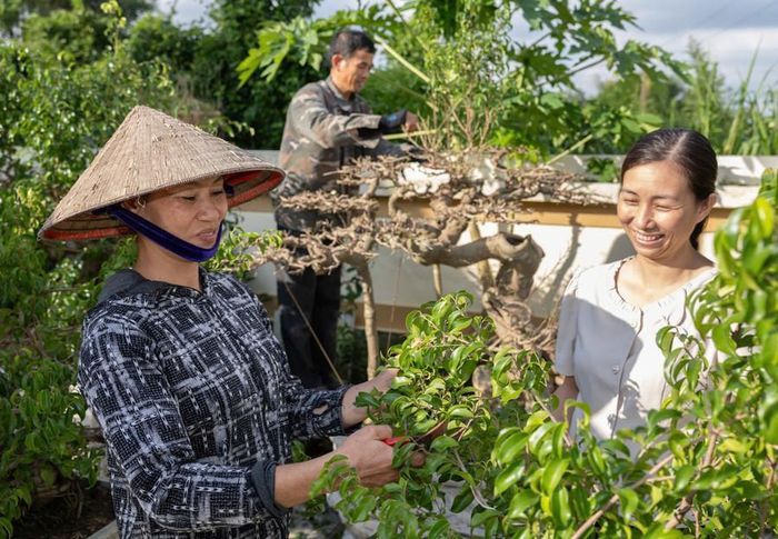 Mô hình trồng cây cảnh cho giá trị kinh tế cao tại xã Hiển Khánh.