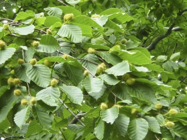 Hạt dẻ gai nhat-ban-phat-hien-dau-hieu-cho-thay-nguy-co-doi-mat-gau-nhieu-hon-2.jpg